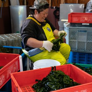 Woman preparing wakame seaweed