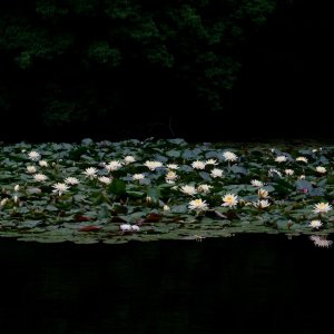 Lotus flowers blooming in Nanchi