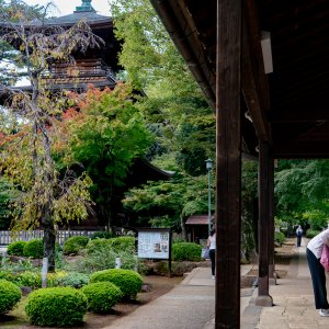 Woman peering into the Gotoku-ji Temple's Buddha hall