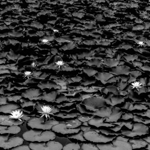 Lotus in Shurakuen Garden