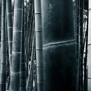 Bamboo grove in Tonogayato Garden