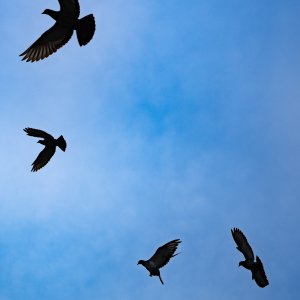 Pigeons flying in front of the Shizuoka station