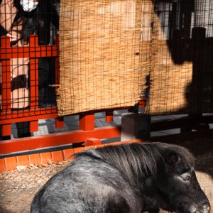 Sacred horse of Kanda Myojin