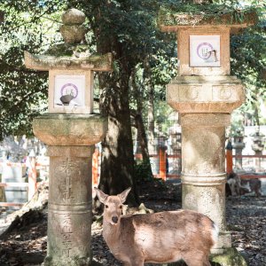 春日大社の鹿