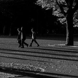 People walking among trees