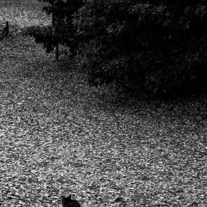 Cat walking on fallen leaves