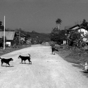Dogs playing on dirt road
