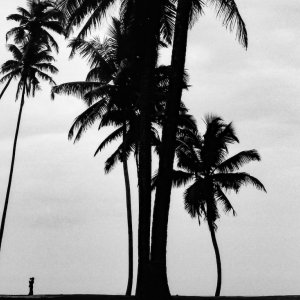 Small silhouette between palm trees