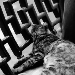 Cat sleeping in Yuyuan Garden
