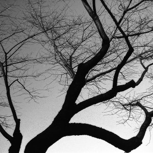 Silhouette of deciduous tree