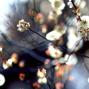 Japanese apricot in fower 