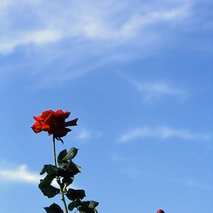 空に浮かぶ赤いバラ