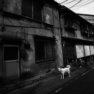 古いアパートの前に立つ犬