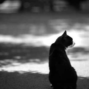 Cat sitting in shade
