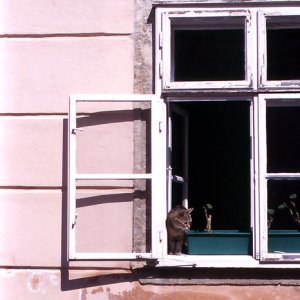 Little cat by window