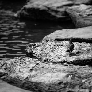 pigeon on steppingstones