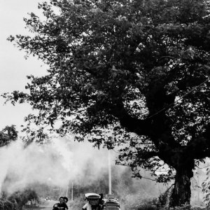 Tricycle and motorbike passing by tall tree