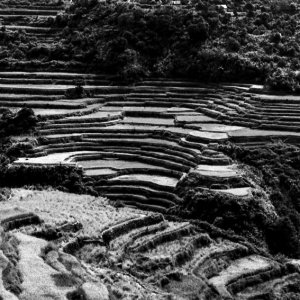 Rice terrace on steep slope