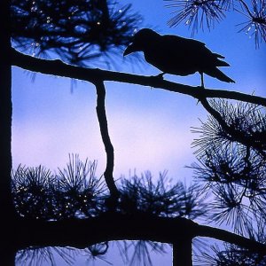 Crow perching on branch