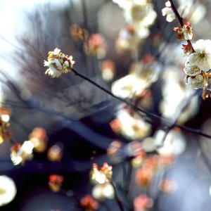 咲いている梅の花