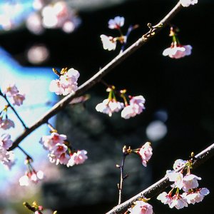 上野東照宮の灯籠と桜