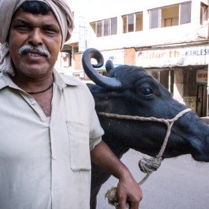 Man walking with big cow