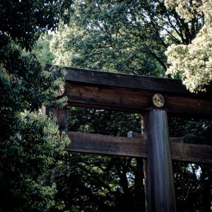 Torii in woods in Meiji Jingu