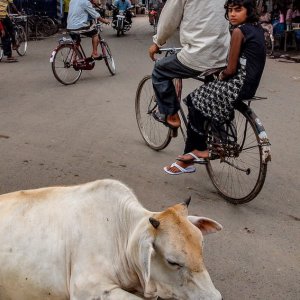 道の真中に横たわる牛