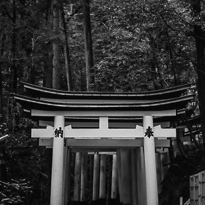 row of torii in the woods