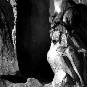岩の上にすわる猿