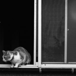 窓から身を乗り出す猫