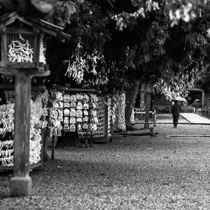 Umbrella walking in precinct of Izumo Taisha Shrine