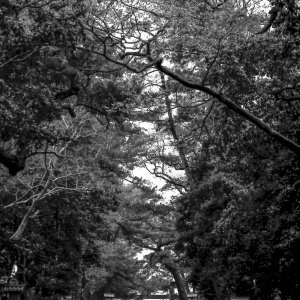 Approach way in Izumo Taisha