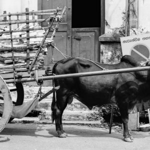 Cow carriage