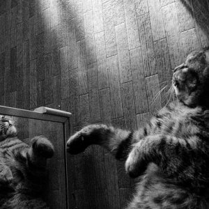 鏡の中の猫