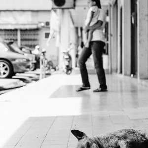 歩道で昼寝する犬