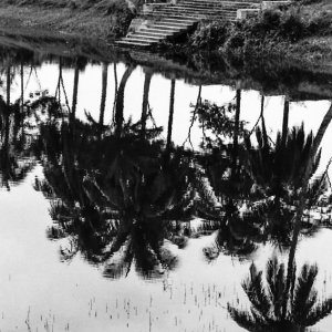水面に映り込んだ椰子の木
