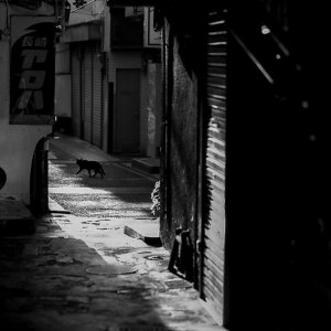丸山を散歩する黒猫