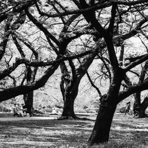 Cherry trees in Shinjuku gyoen park