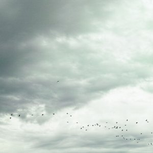 Flocks of birds in the skies over Haneda