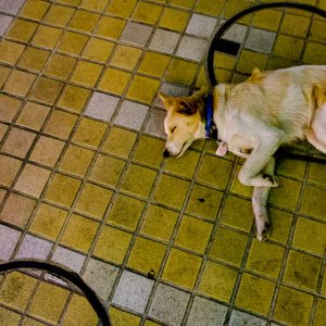 道端で昼寝する犬