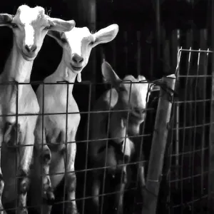 goats in fold