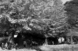 Ginko trees in Shomyo-Ji