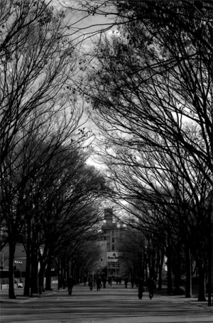 Road under leafless trees