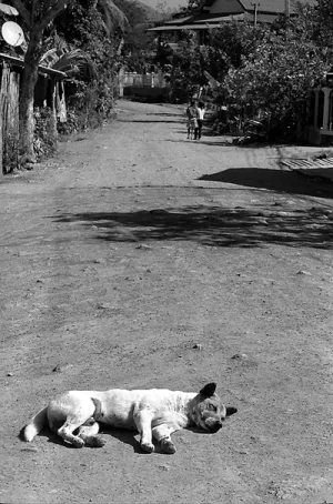 Dog sleeping well in the center of dirt road