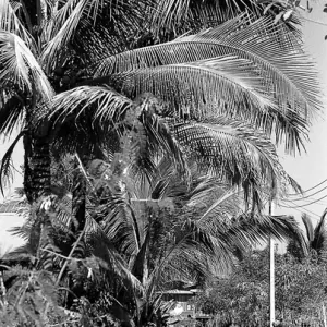 道路脇に植えられていた高い椰子の木