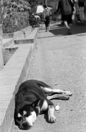 道端で寝る犬