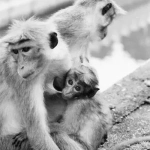 仏歯寺にいた猿の家族