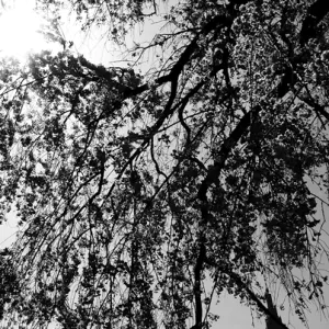 木々の枝の向こうに見えるドコモ代々木ビル