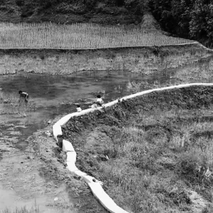 Winding path among rice paddies